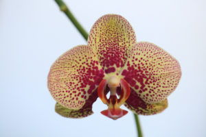 Orchid, Phalaenopsis hybrid Orchid, Phalaenopsis hybrid